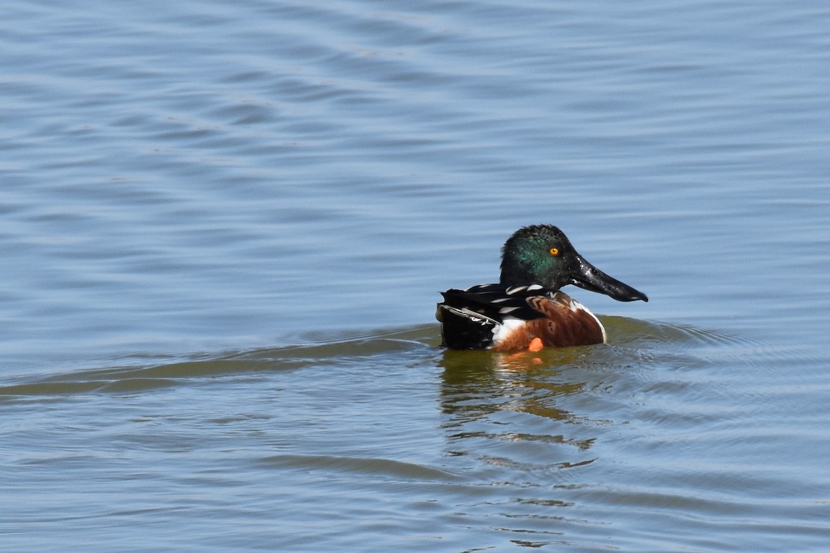 Northern Shoveler - Steven Haupt