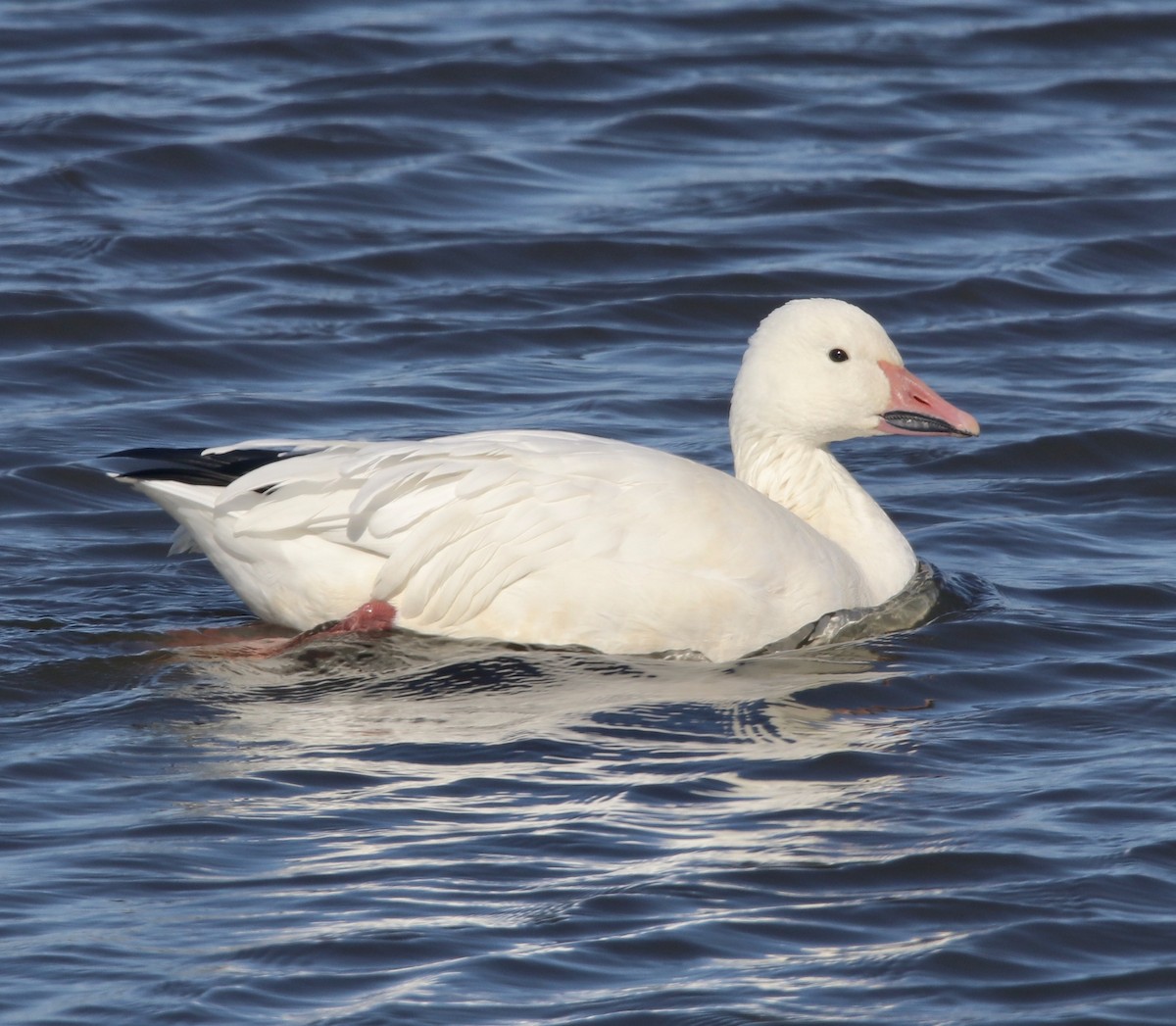 Snow Goose - Cheryl Rosenfeld