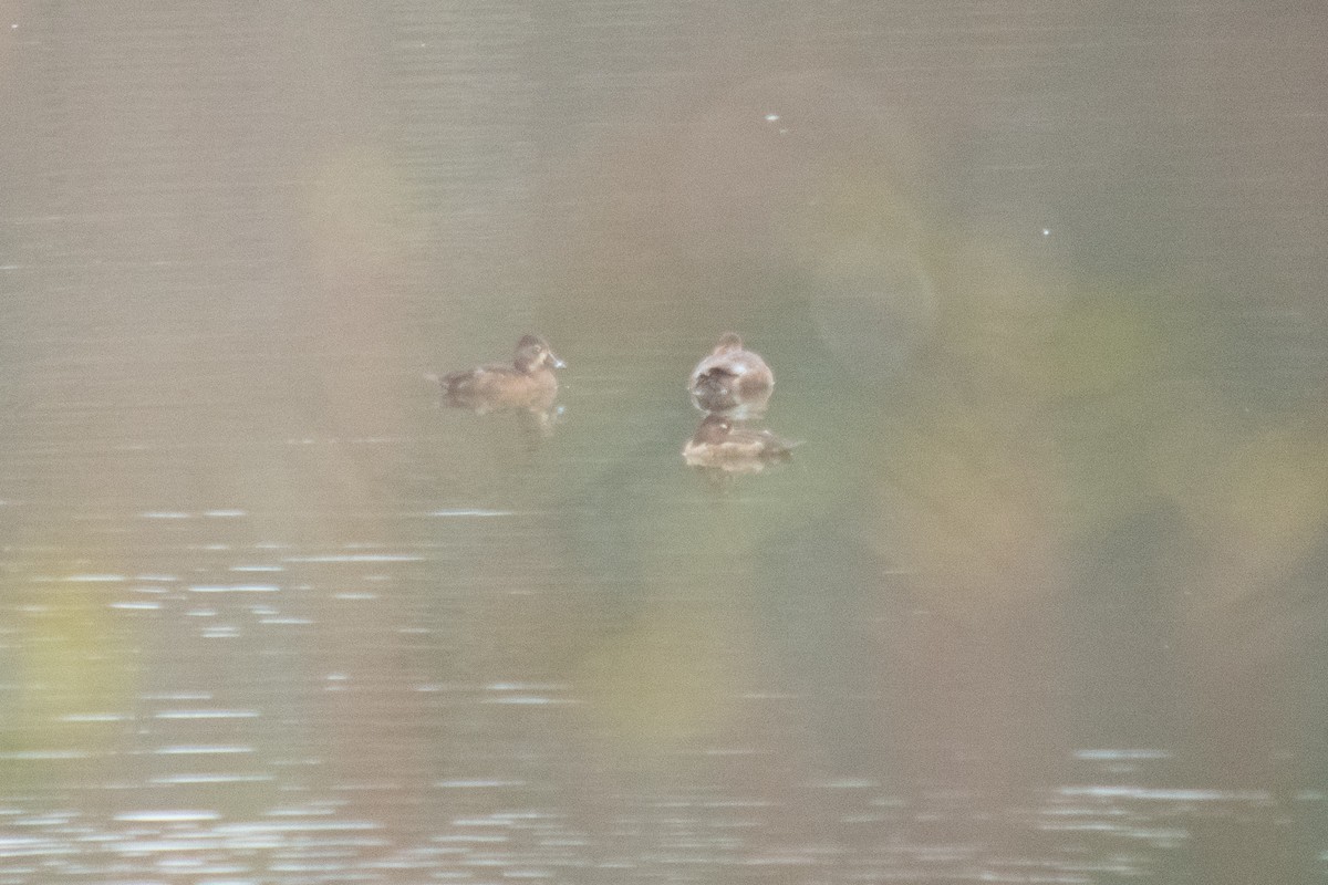 Ring-necked Duck - ML280411911