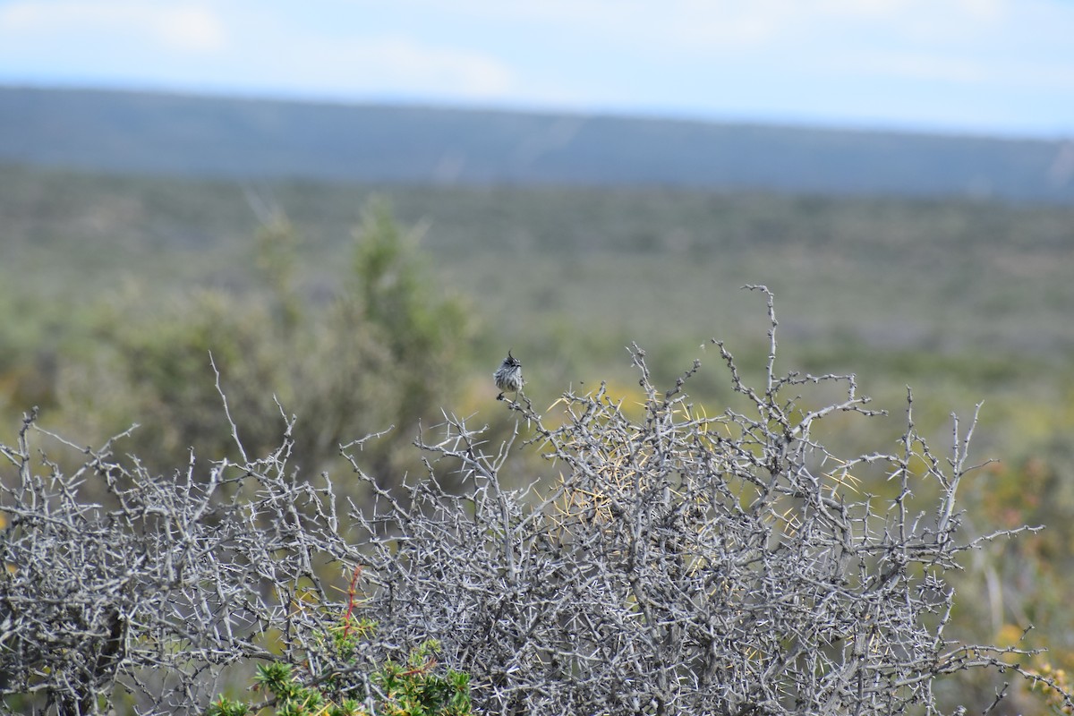 Tufted Tit-Tyrant - Daiana Magali Agustini