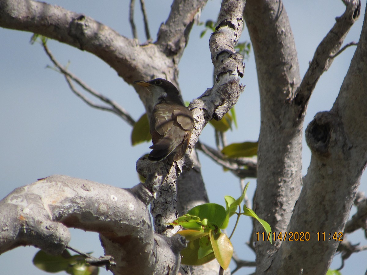 Yellow-billed Cuckoo - ML280413481