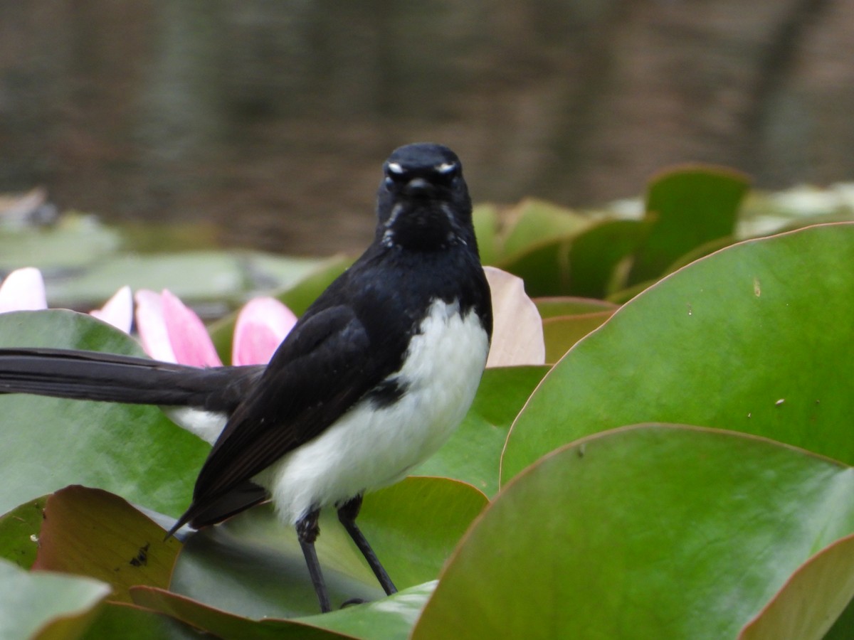 Willie-wagtail - ML280413871