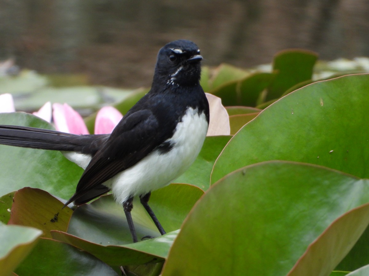 Willie-wagtail - ML280414081