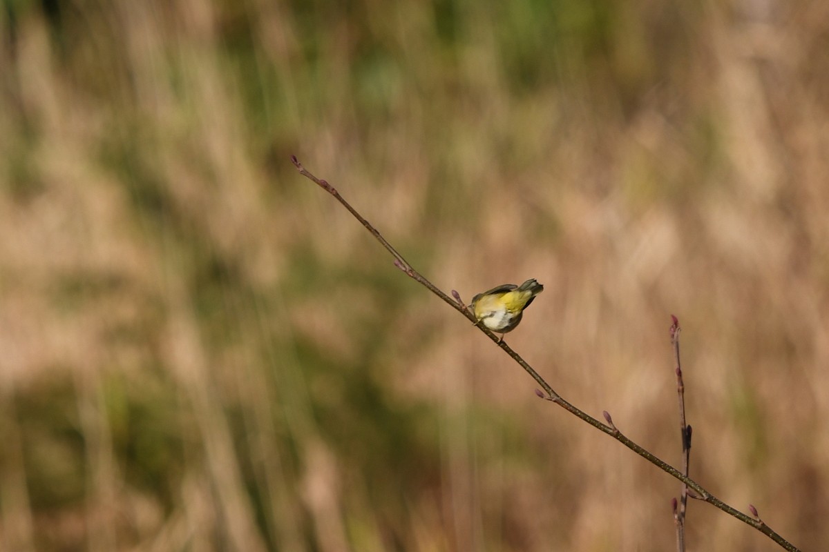 Nashville Warbler - Steve Heinl