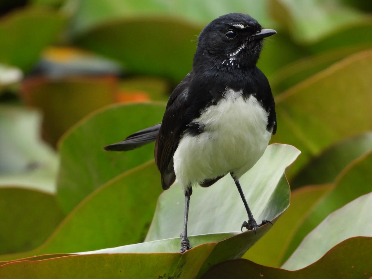Willie-wagtail - ML280415161