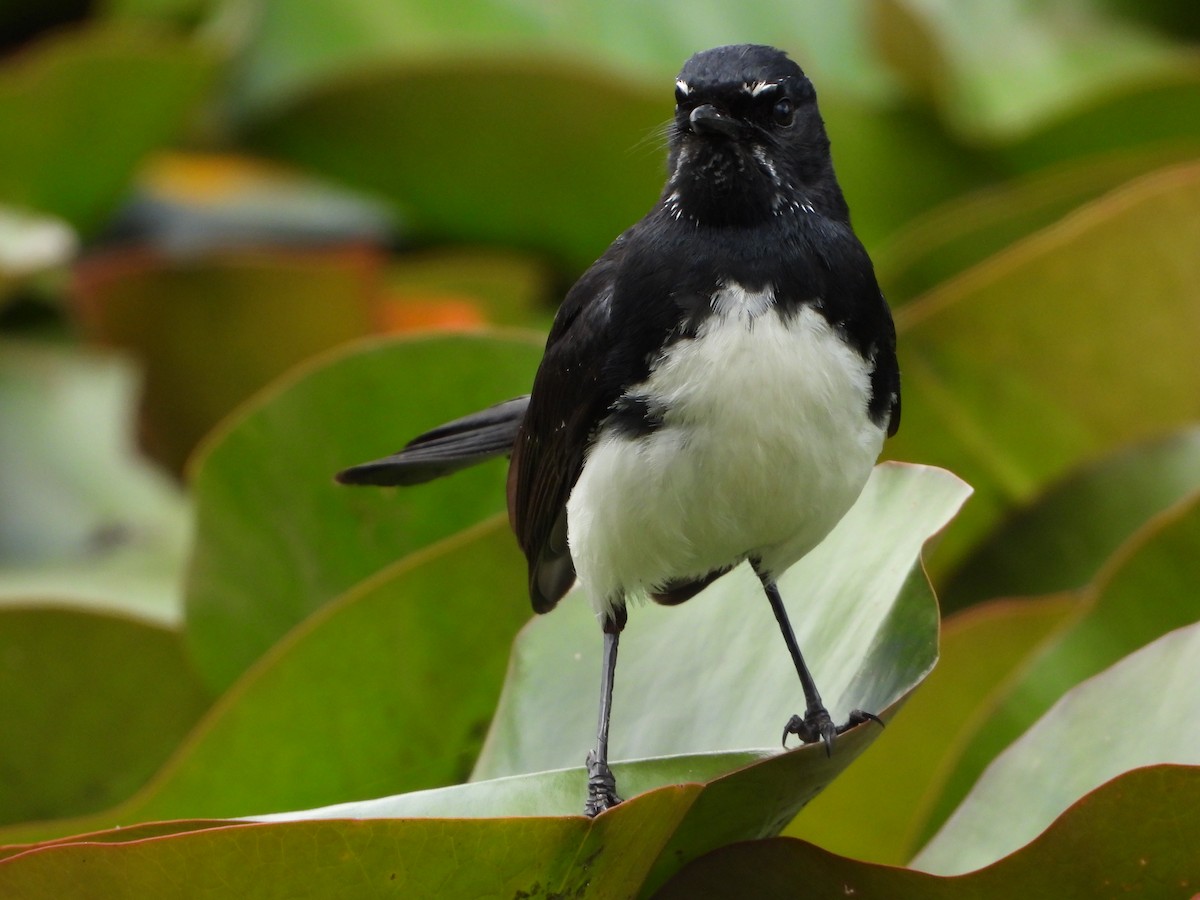 Willie-wagtail - ML280415211