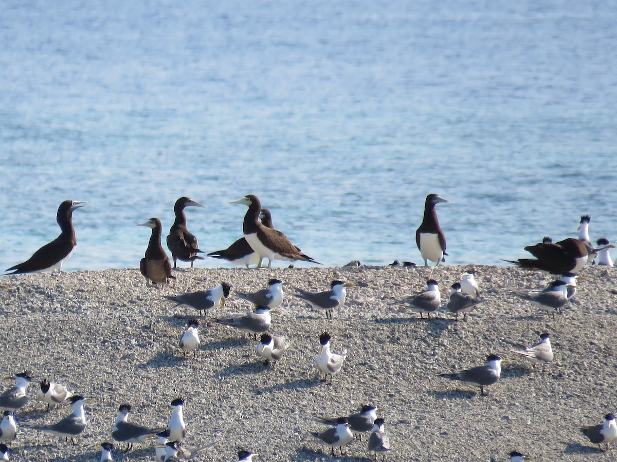סולה לבנת-בטן - ML28041711
