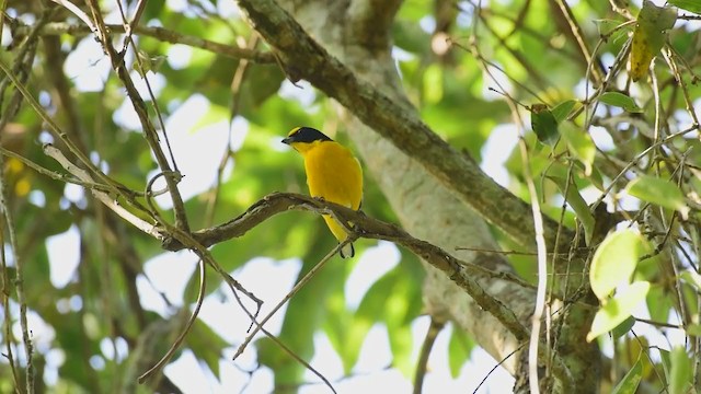 Yellow-throated Euphonia - ML280417681