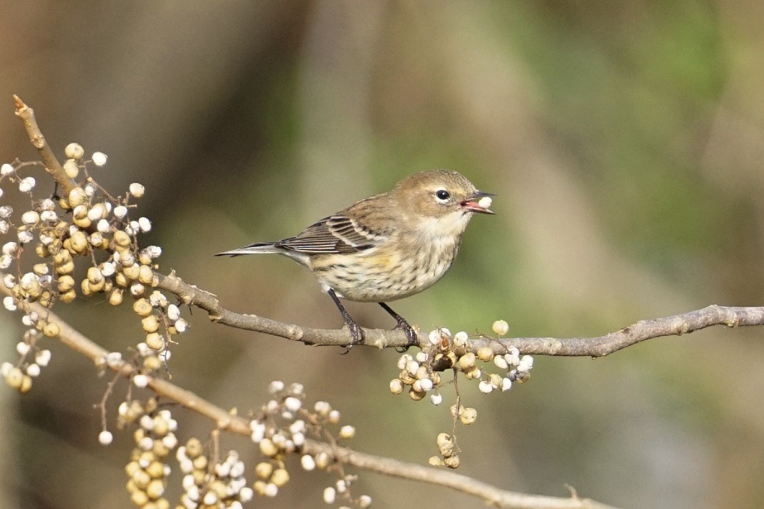 Yellow-rumped Warbler - ML280417941