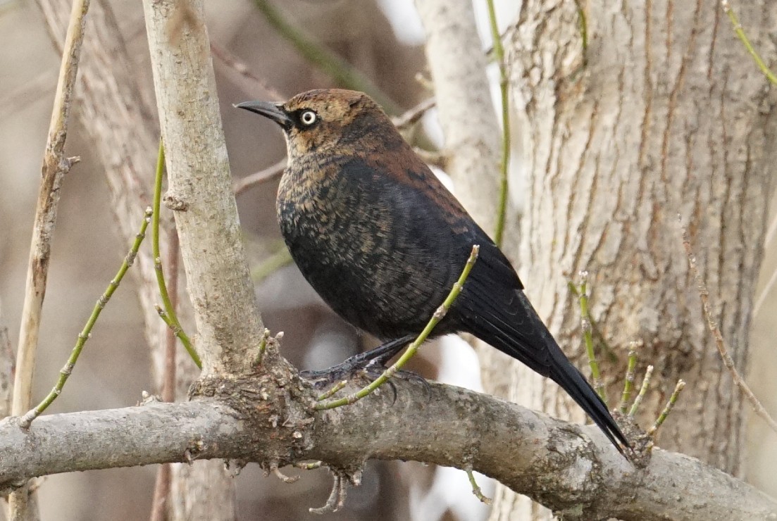 Rusty Blackbird - ML280418071