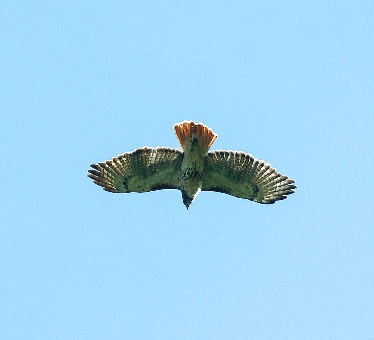 Red-tailed Hawk - ML280418451