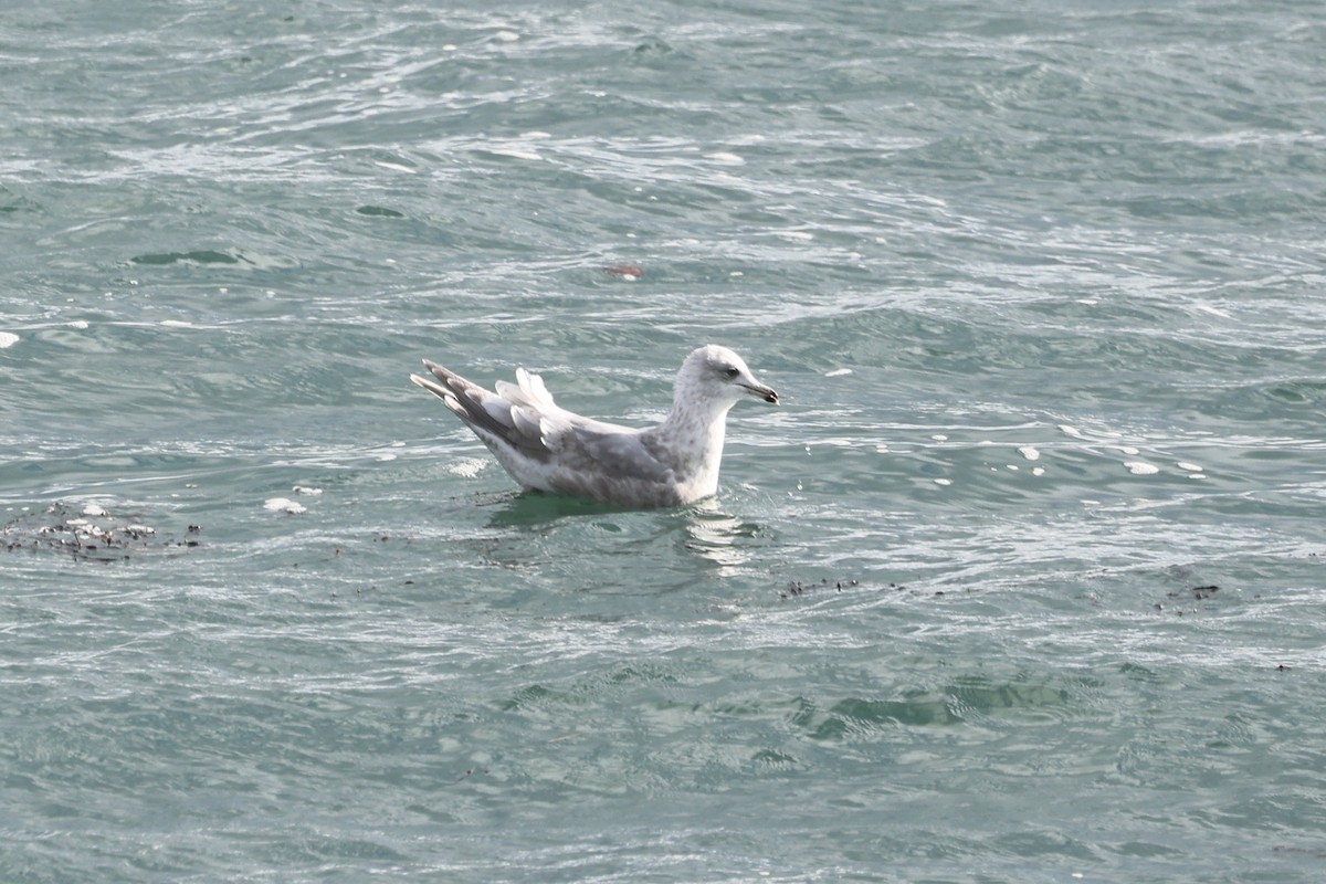 Iceland Gull (kumlieni) - ML280418471