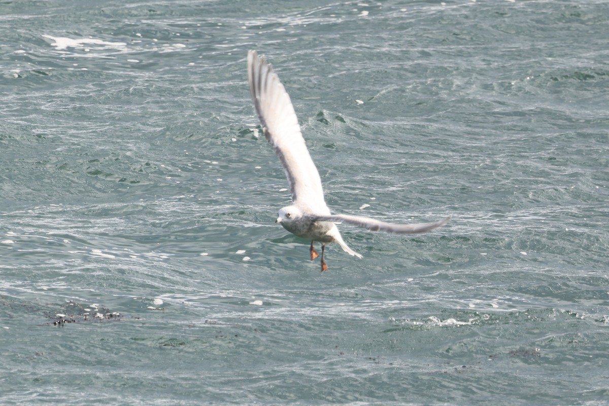 Iceland Gull (kumlieni) - ML280418481