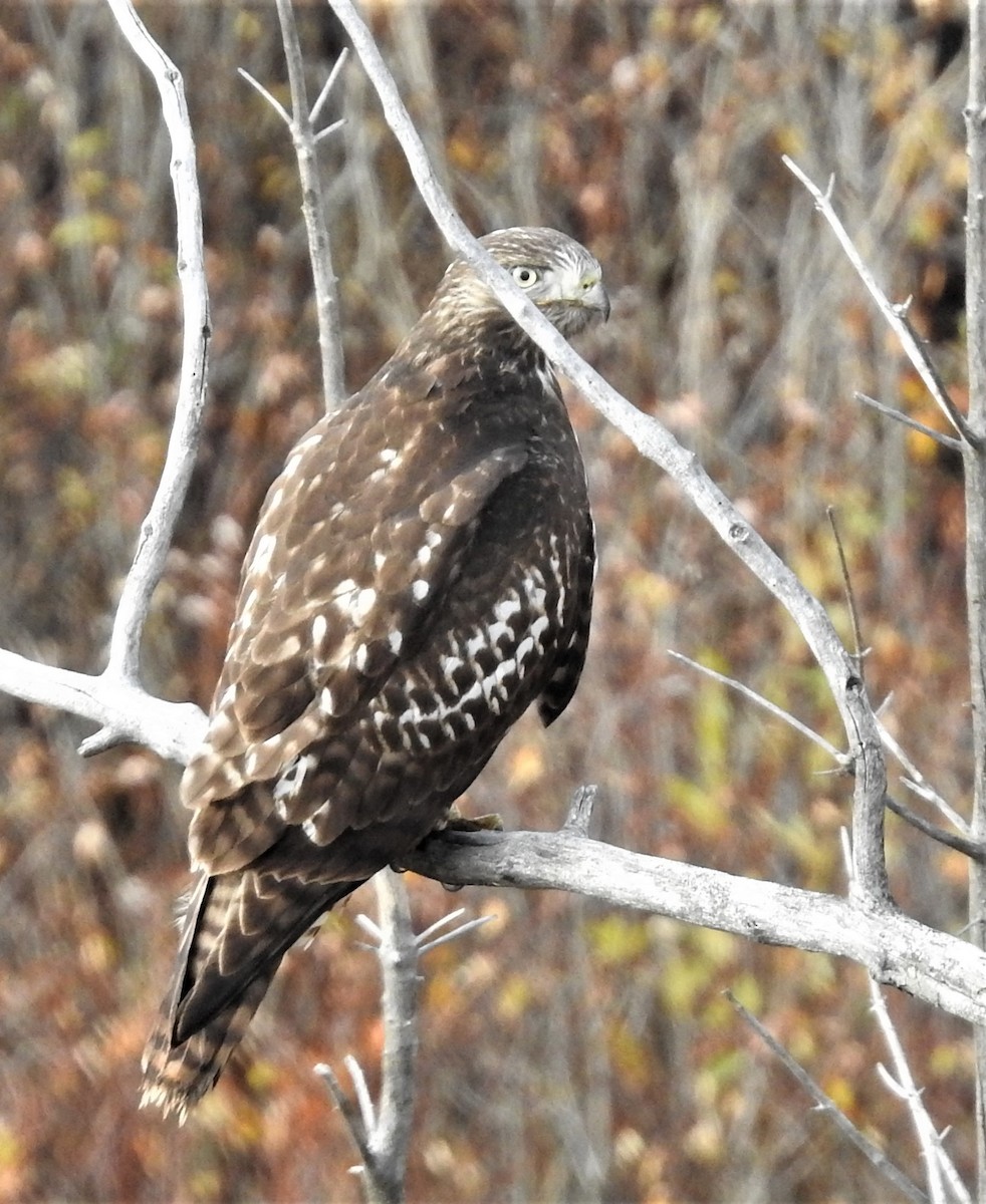 Red-tailed Hawk - ML280420651