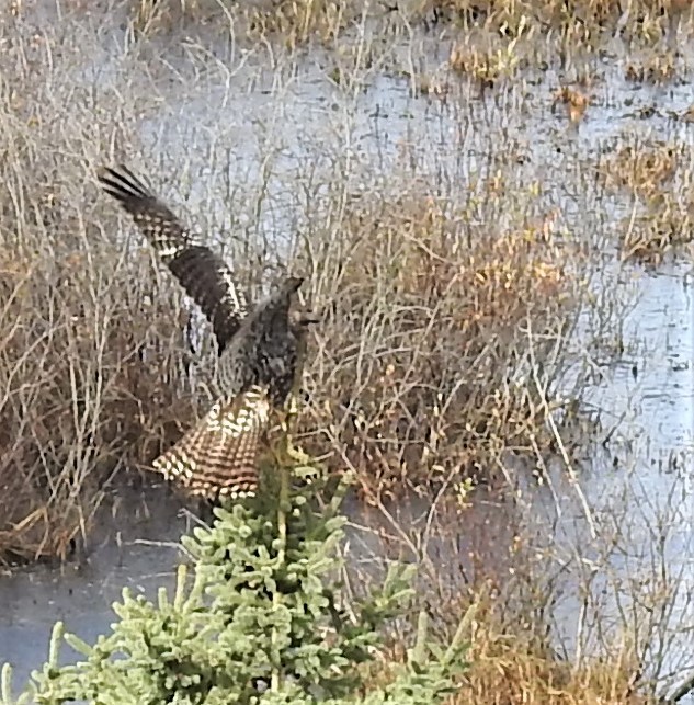 Red-tailed Hawk - ML280420671