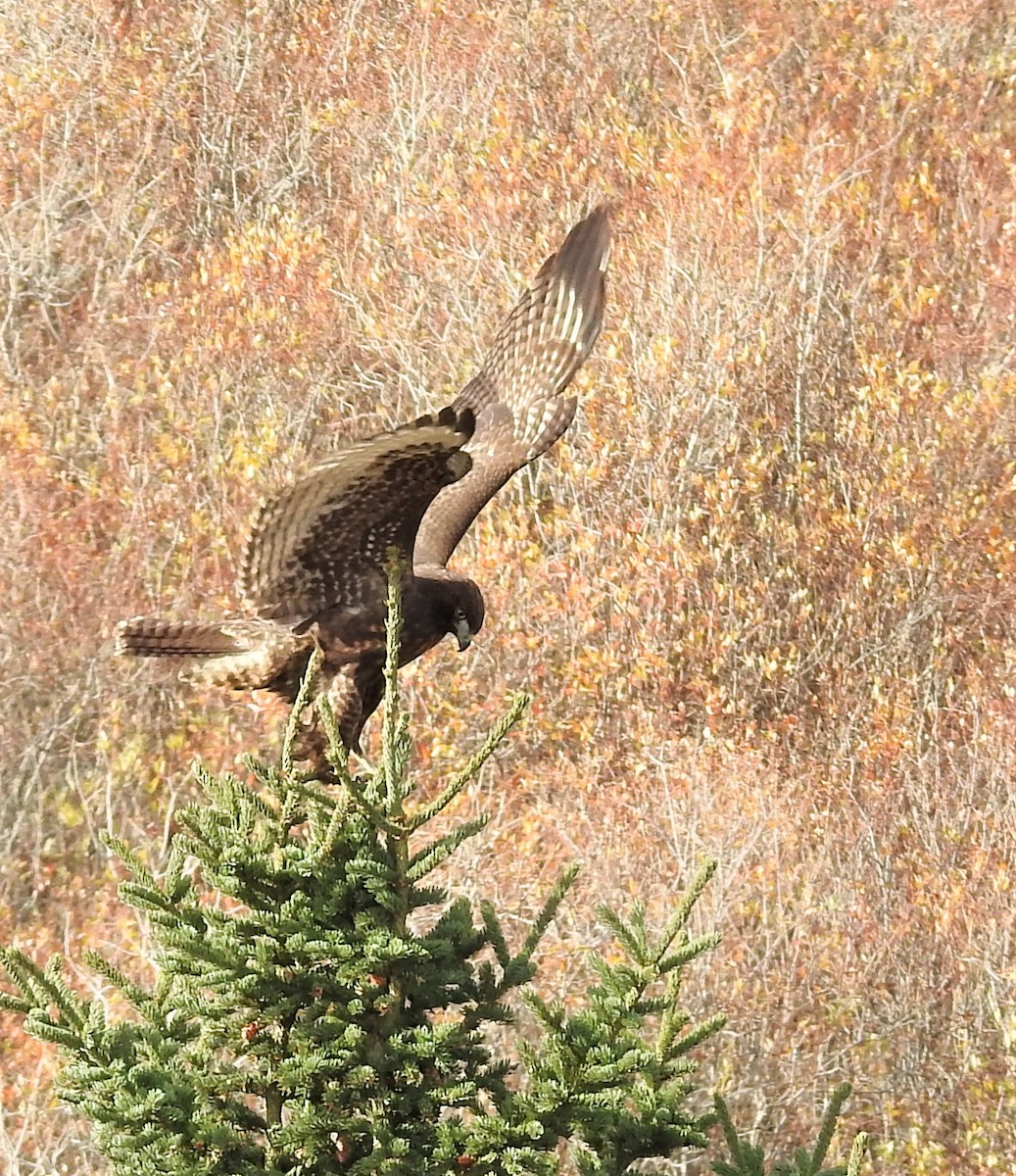 Red-tailed Hawk - ML280420771