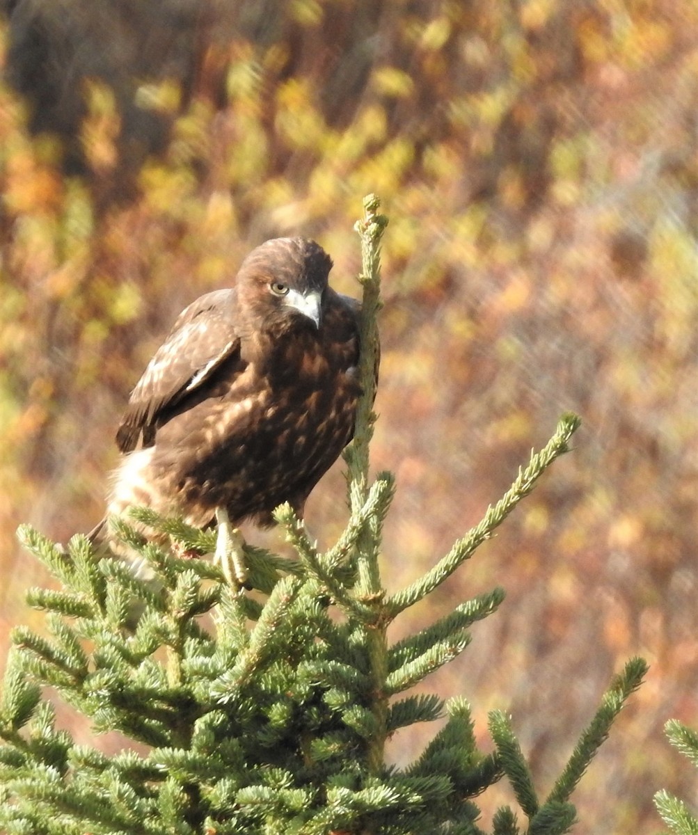 Red-tailed Hawk - ML280420791