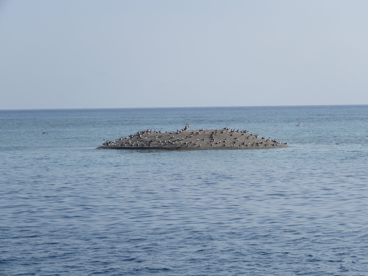 שחפית צהובת-מקור - ML28042091