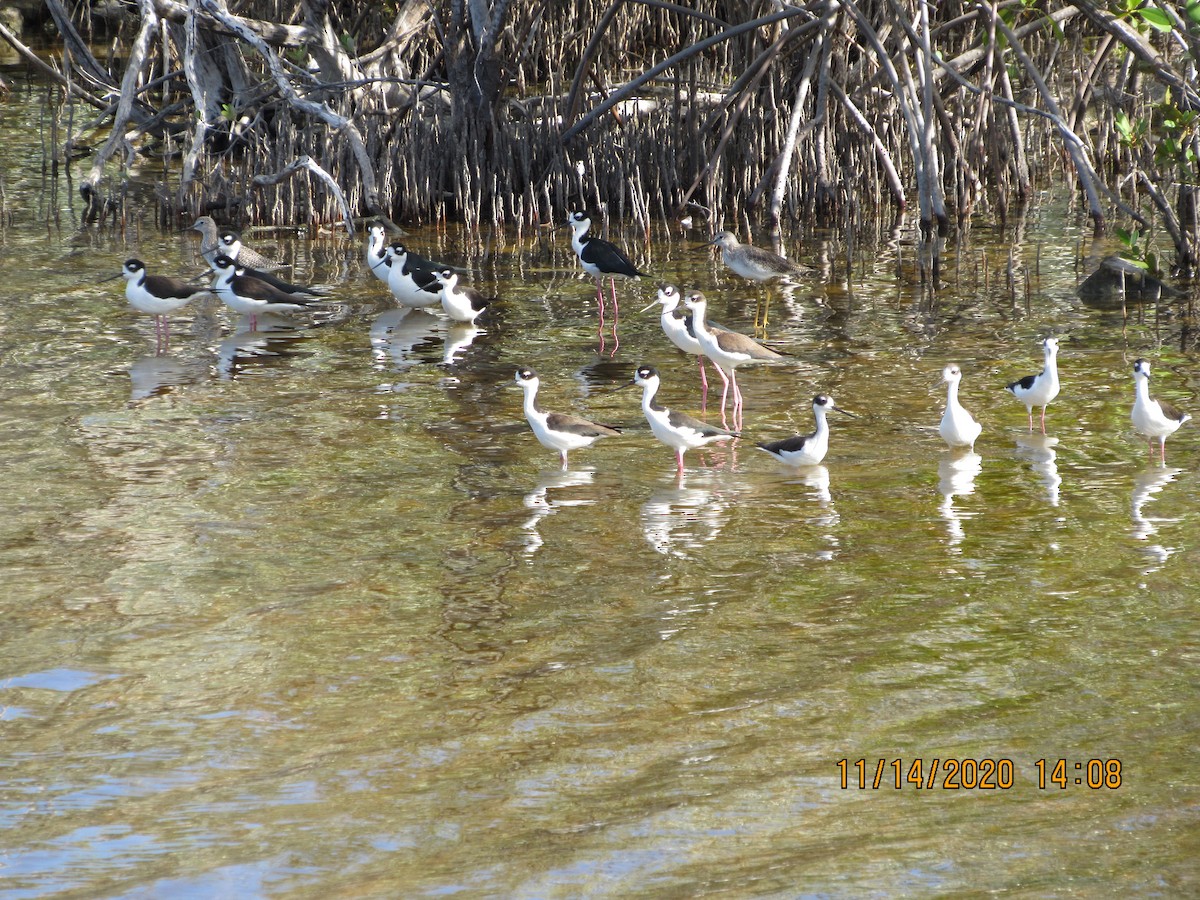 Black-necked Stilt - ML280422241