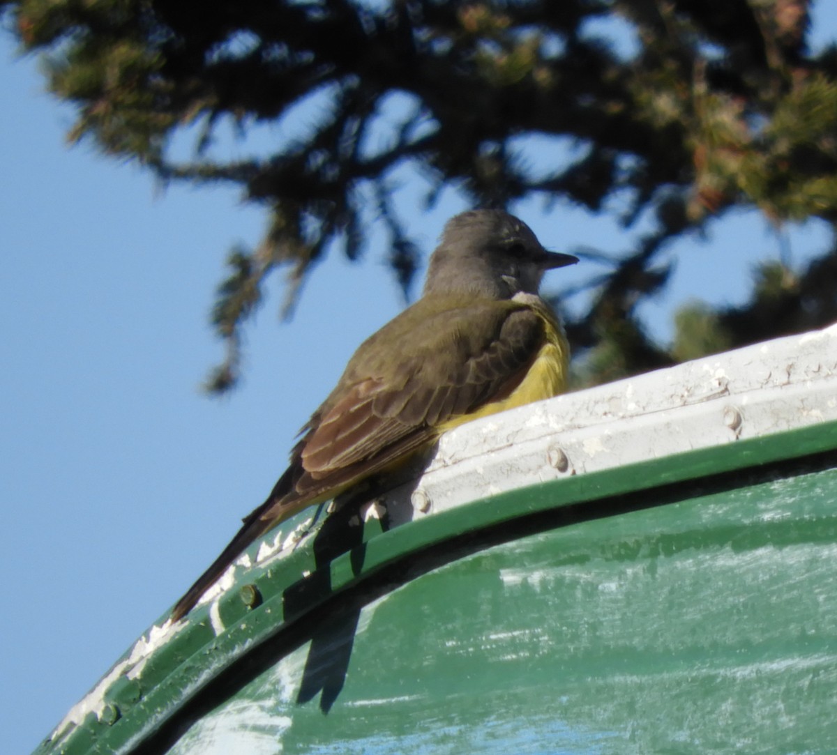 Western Kingbird - ML280423501