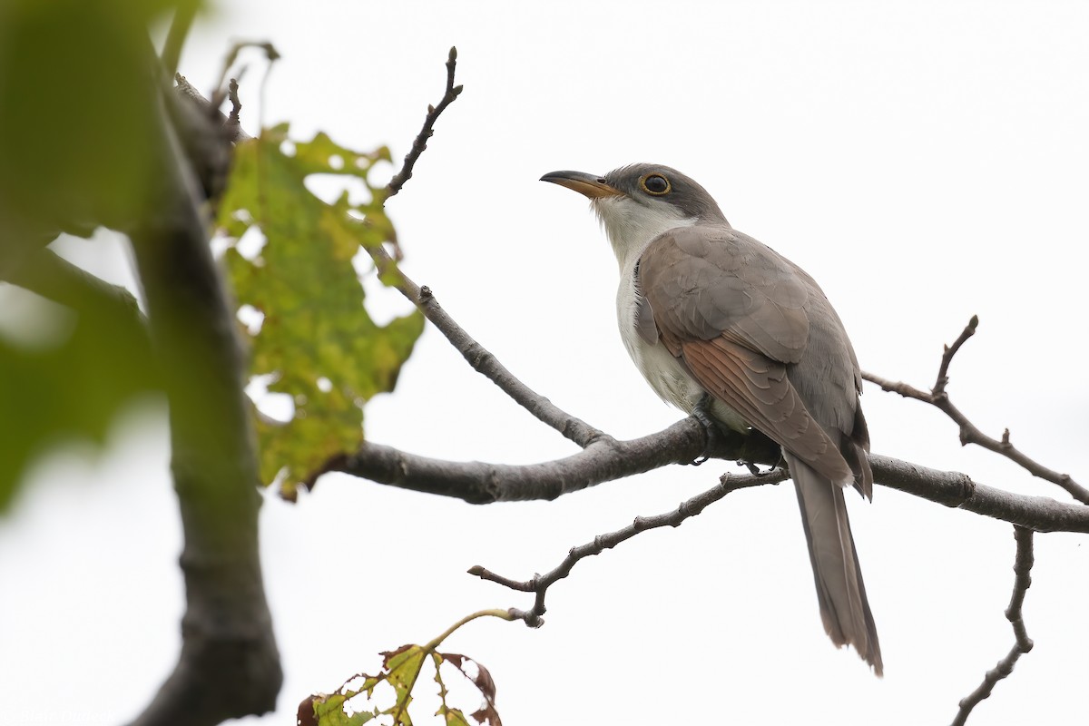 Yellow-billed Cuckoo - Blair Dudeck