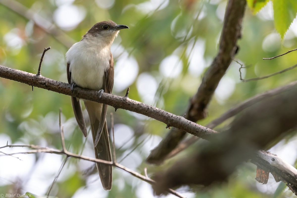 Black-billed Cuckoo - ML280424841