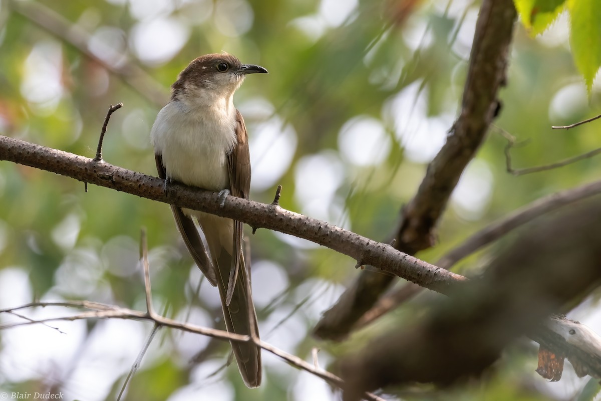 Black-billed Cuckoo - ML280424861