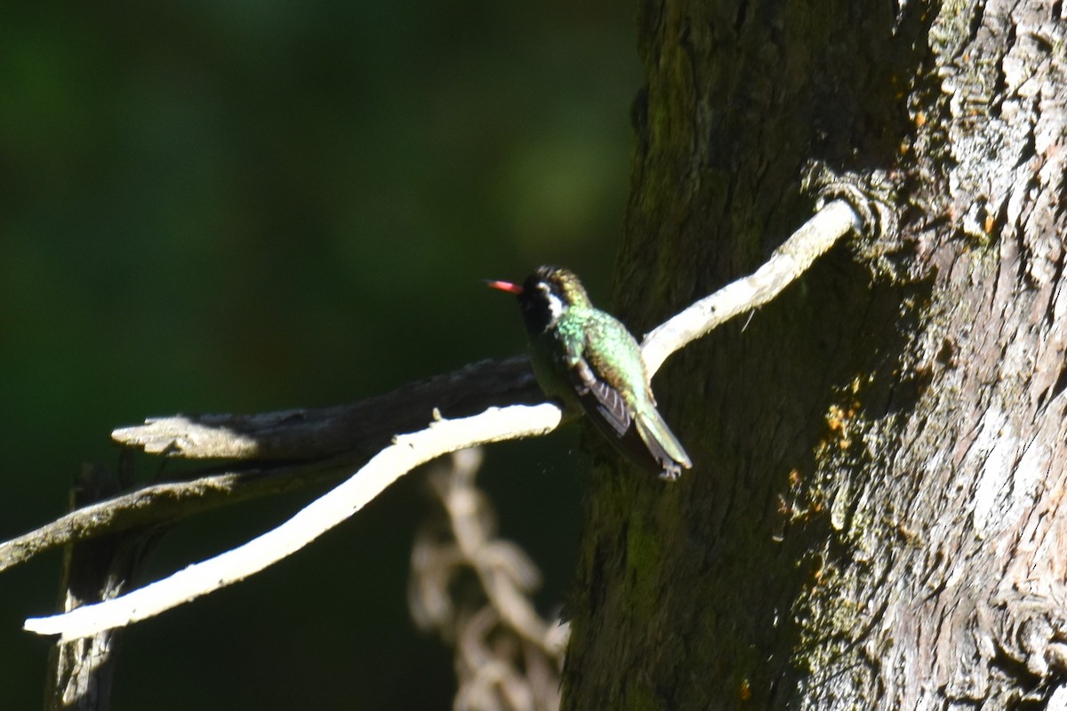 White-eared Hummingbird - ML280425151