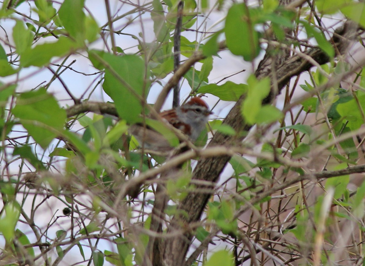 American Tree Sparrow - Andrew S. Aldrich