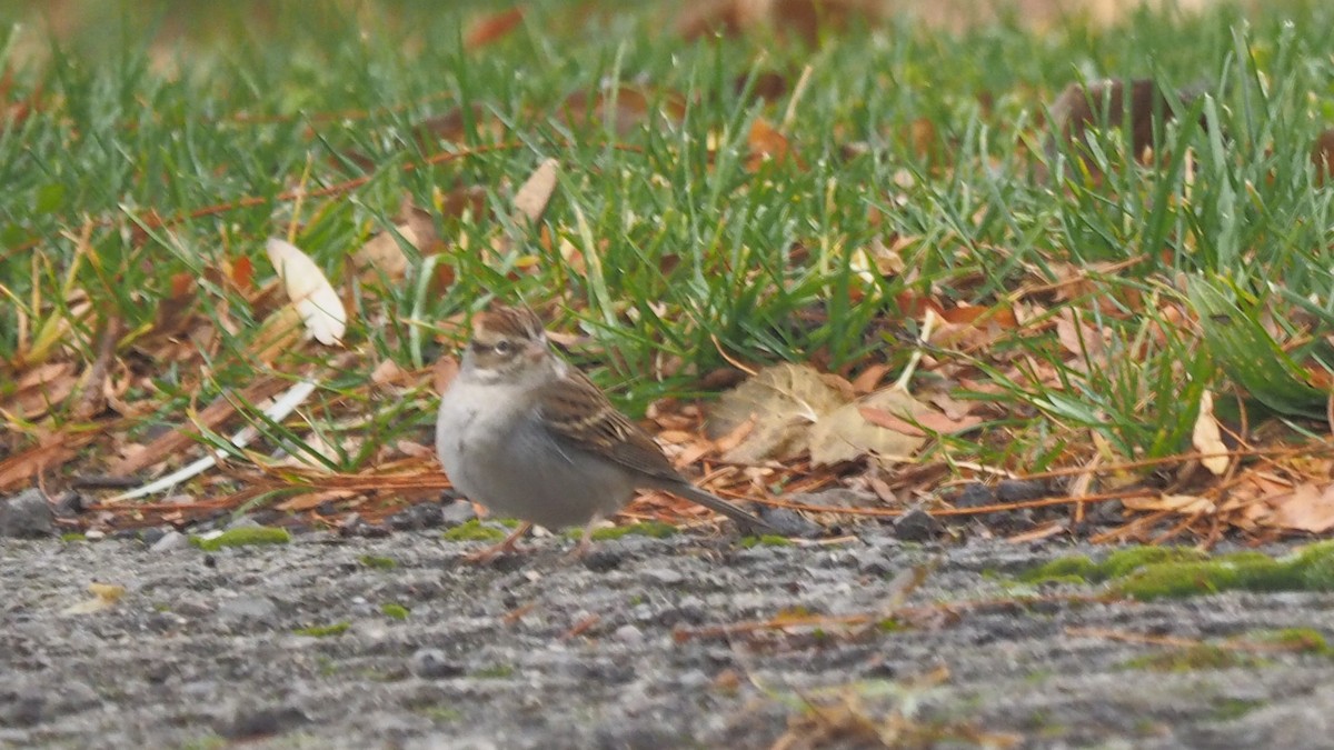 Chipping Sparrow - ML280427401