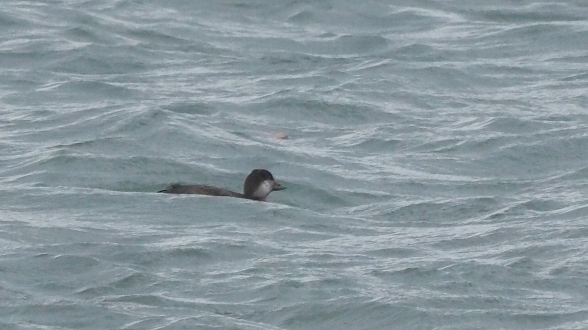 Black Scoter - ML280427481