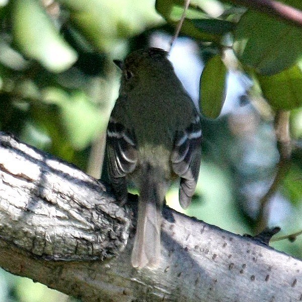 Western Flycatcher (Pacific-slope) - ML28042761