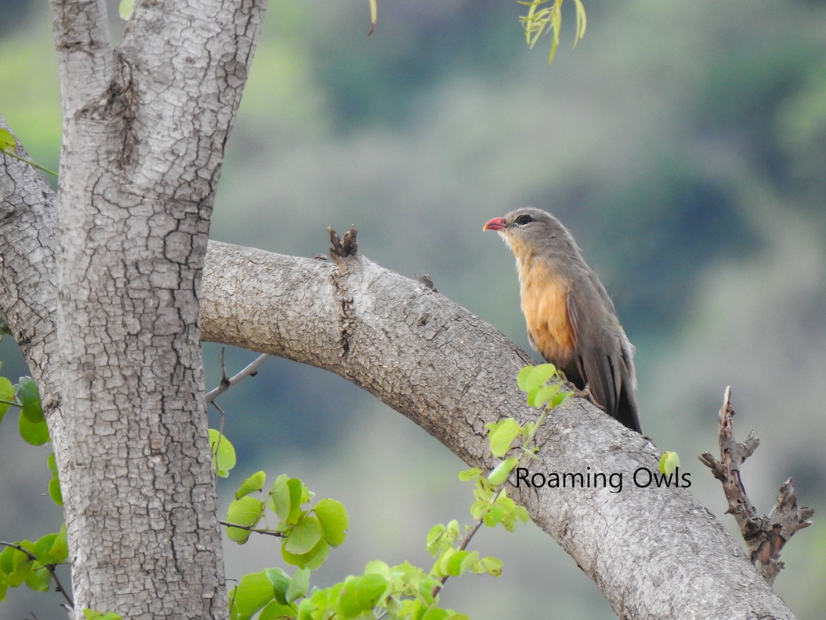 Sirkeer Malkoha - ML280427641