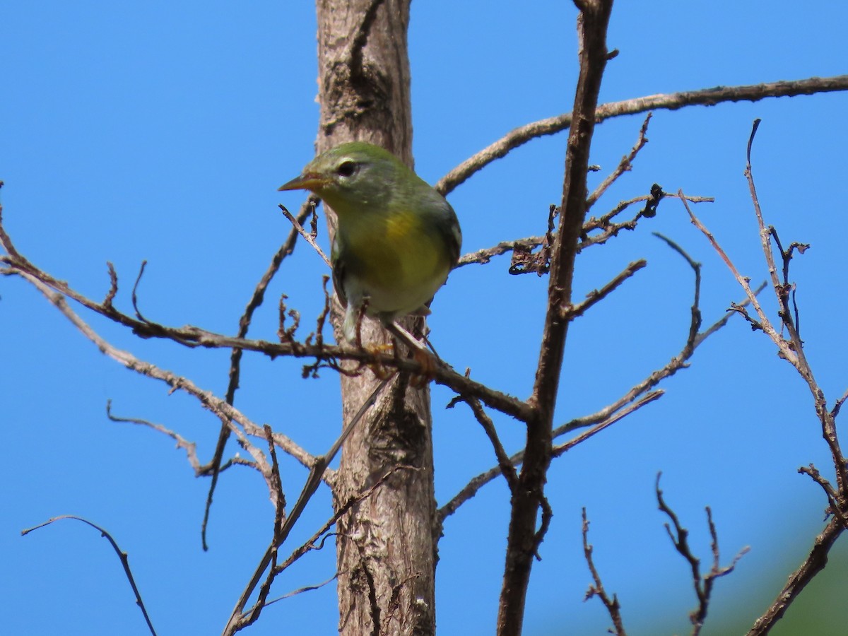 Northern Parula - ML280428051