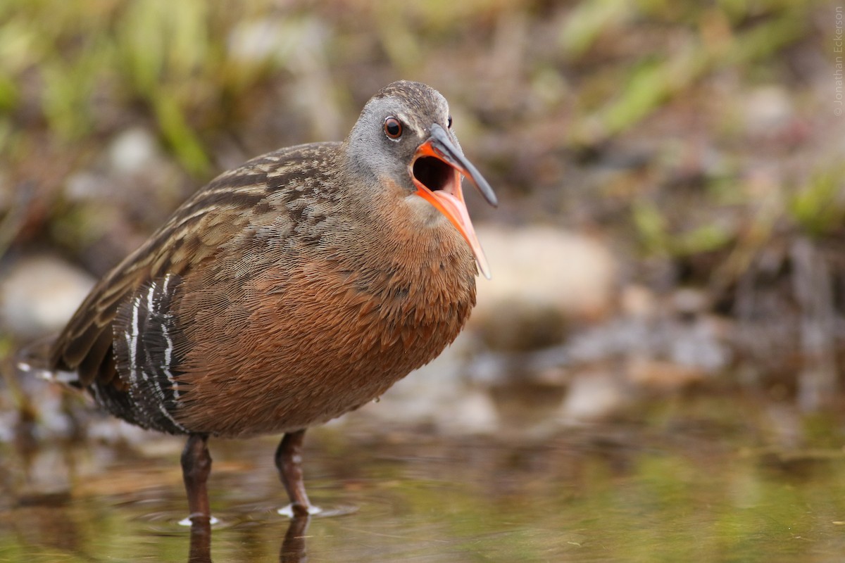 Virginia Rail (Virginia) - Jonathan Eckerson