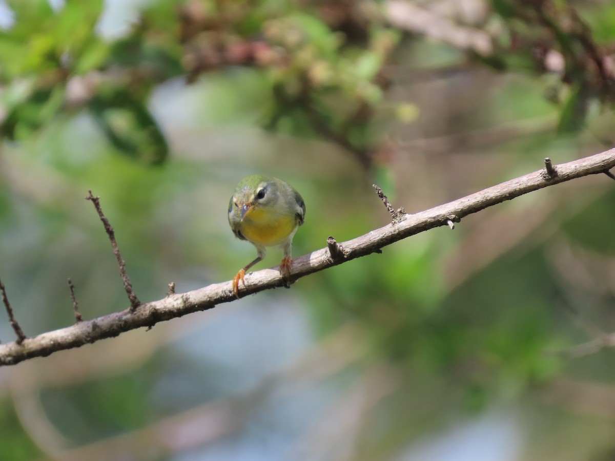 Parula Norteña - ML280428161