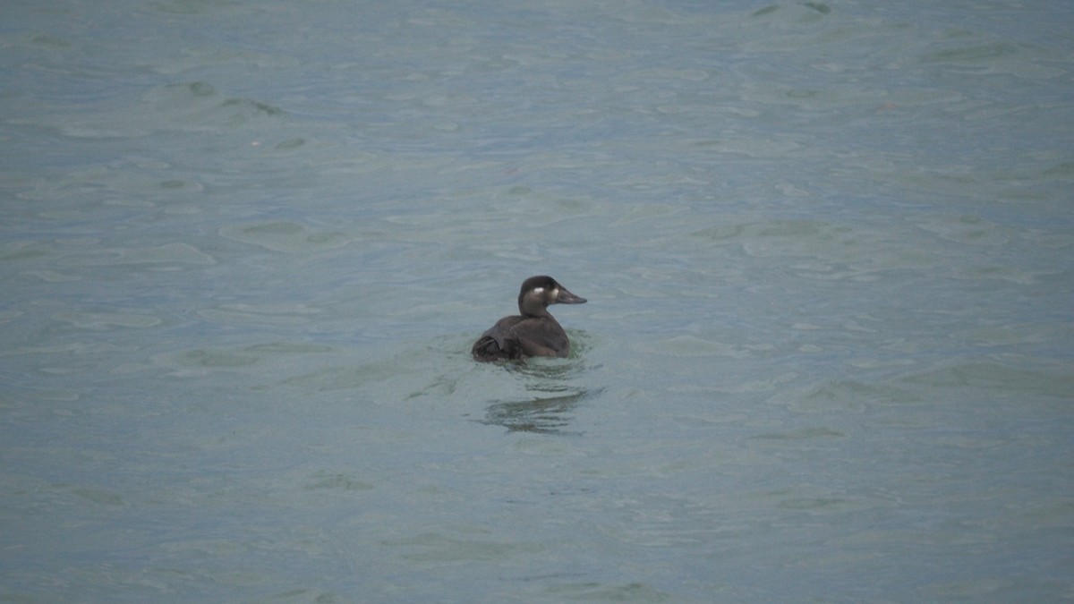 White-winged Scoter - ML280428241