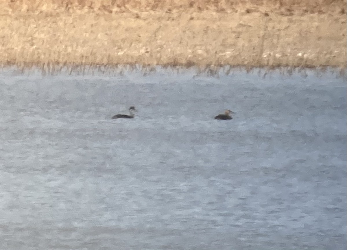 Red-necked Grebe - ML280428251