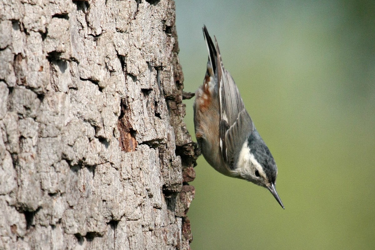 White-breasted Nuthatch - ML28042861