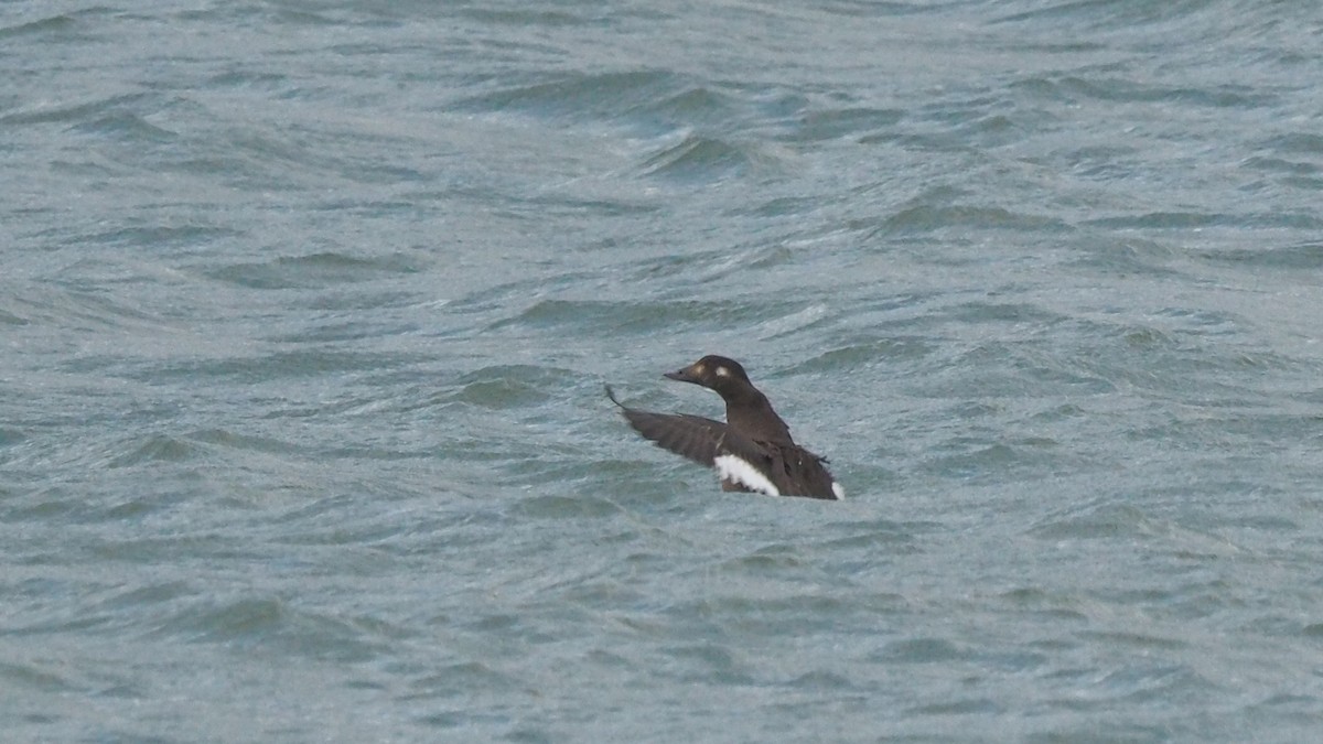 White-winged Scoter - ML280428951