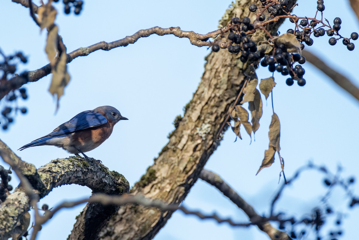 Eastern Bluebird - ML280429121