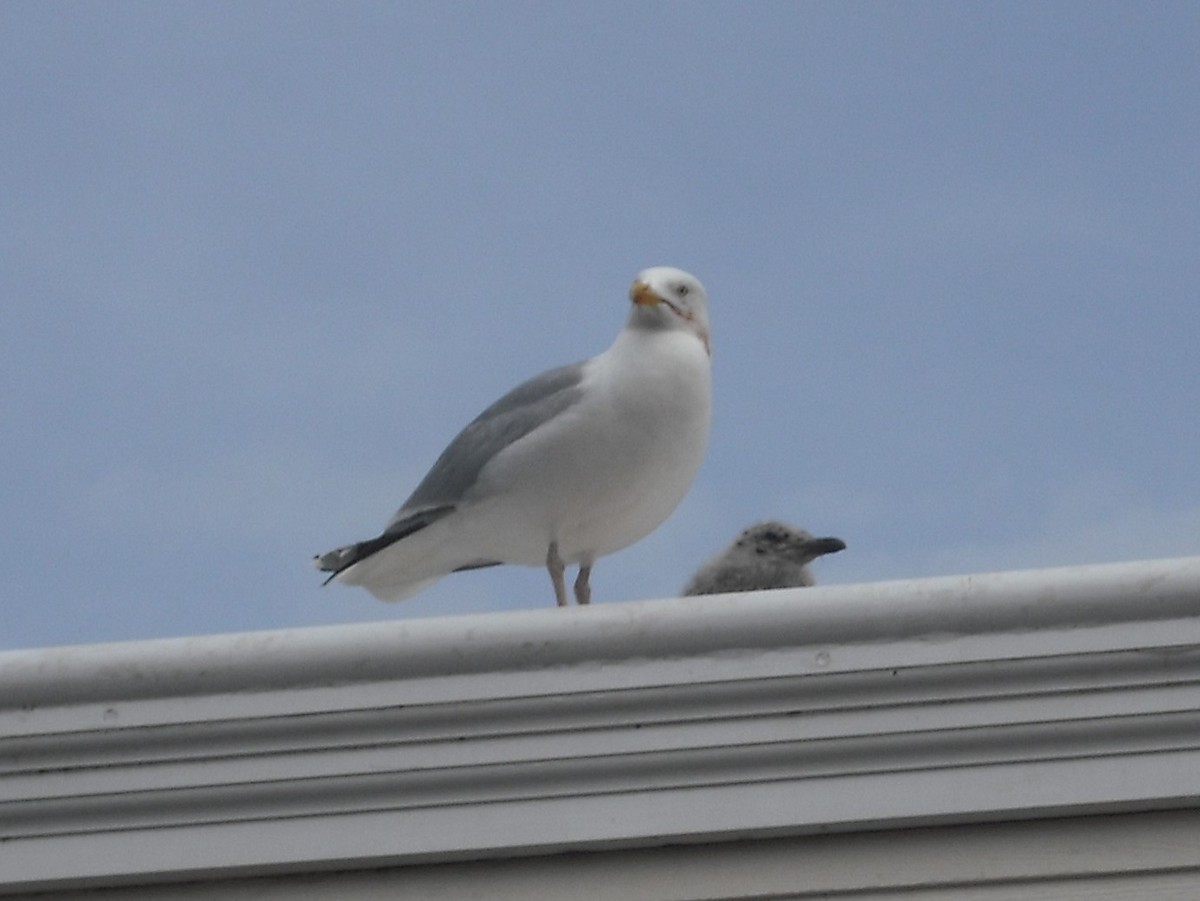 European Herring Gull - ML280429681