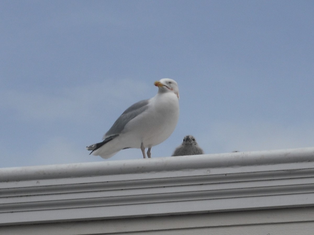 European Herring Gull - ML280429701