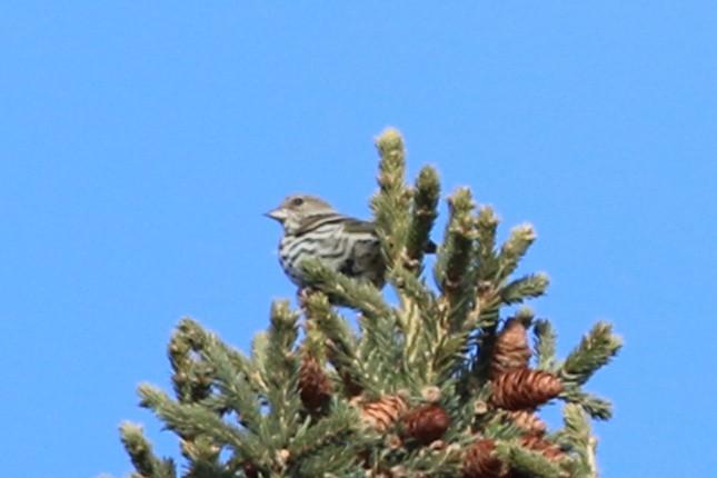 Pine Siskin - ML280431361