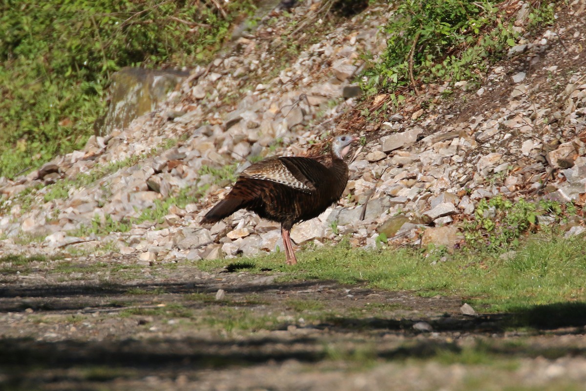 Wild Turkey - M Lombard