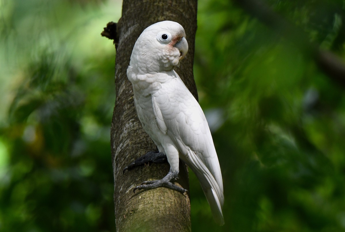 Tanimbar Corella - norman wu