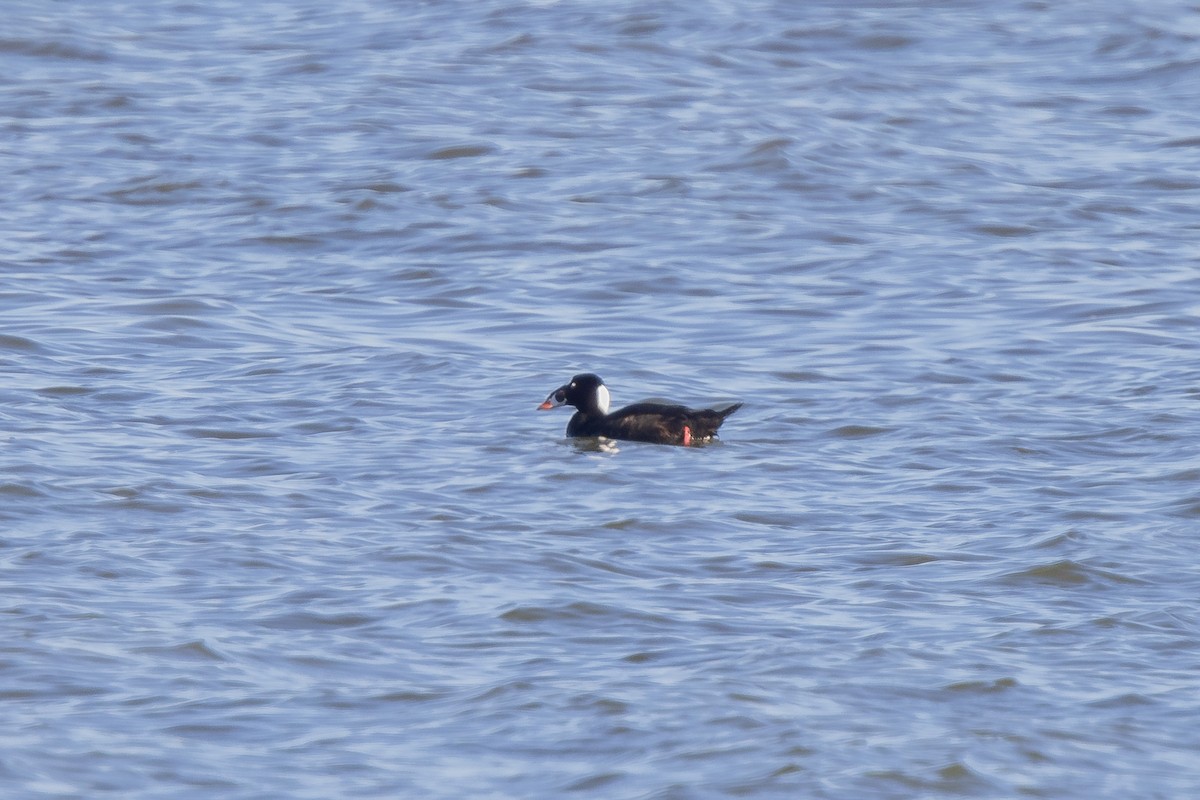 Surf Scoter - Mike Cameron