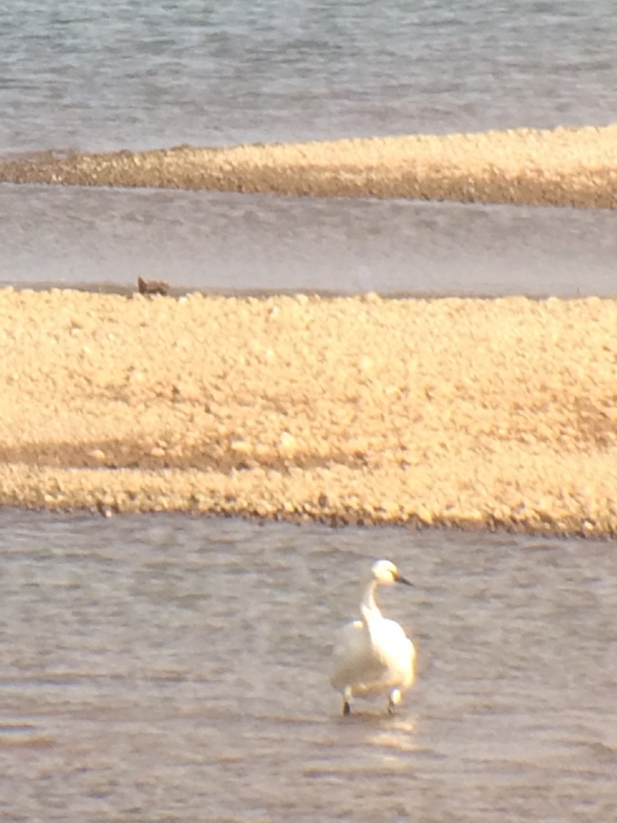 Tundra Swan - ML280433101