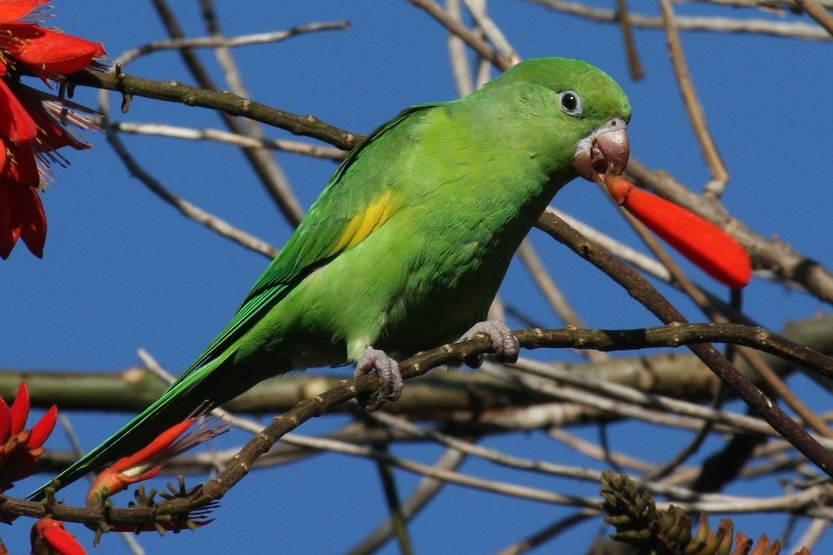 Yellow-chevroned Parakeet - Don Sterba