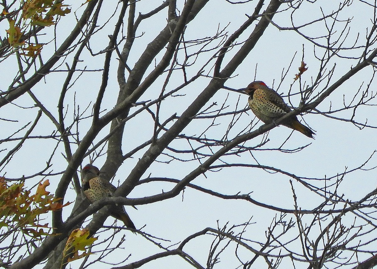 Northern Flicker - ML280433491